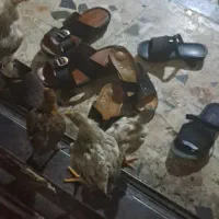 جوجه