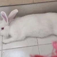 خرگوش بامزه وبازیگوش