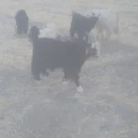 بزغاله. کهره. بیگ