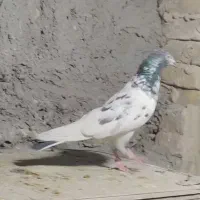 کبوتر باخت رفته