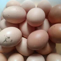 تخم مرغ محلی