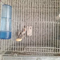 سهره جوجه قفس