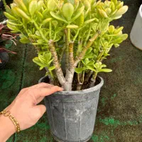 گیاه یشم به قیمت عمده ازگلخونه تولیدی