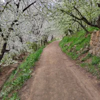 باغ-میوه-در-تهران