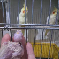 جوجه سرلاکی عروس هلندی