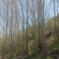 خریداری انواع درخت چوب بیشه