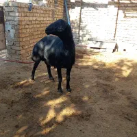 شیشک قوچ قره قزل