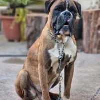 boxer|سگ|رشت, گلسار|دیوار