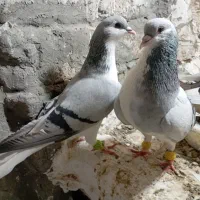 8عدد کبوتر