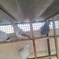 کفتر جوجه پرشی