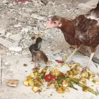 مرغ کرچ با جوجه هاش