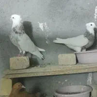 کبوتر زرد و طوقی