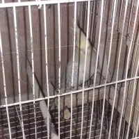 عروس هلندی باقفس وتخم
