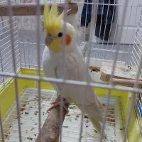 عروس هلندی نر جوان به همراه قفس