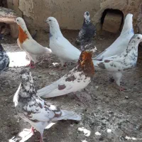 کبوتر گرو