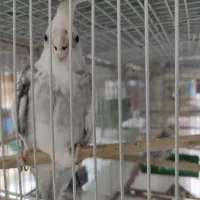سه تا عروس هلندی