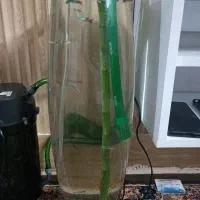 آکواریوم استوانه ایی ماهی گوپی