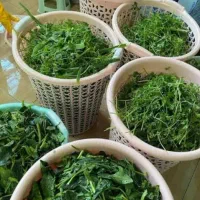 سبزی خانه