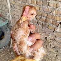۳ تا جوجه لاری ۳ تاش خروس  فروشی