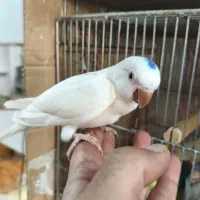 فروش چند جفت طوطی راهب و گرینچیک و خورشیدی مولد