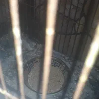 فروش مرغ عشق .. فنج ..