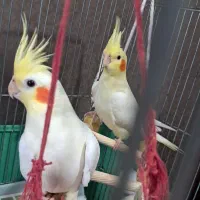 عروس هلندی جفت جوان