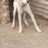سگ نگهبان چشماش باهم فرق داره