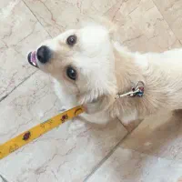 واگذاری سگ ب صورت کاملا رایگان
