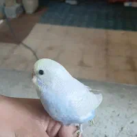 دو عدد مرغ عشق ماده رنگین کمانی