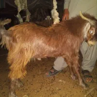 بز نر