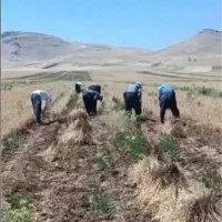 سرکارگر کشاورزی هستم