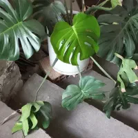 گل برگ انجیری