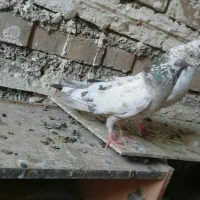 کفتر|پرنده|آبدانان, |دیوار