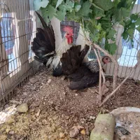 مرغ و خروس جاپنیز