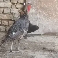 مرغ بوقلمون محلی تخم گذار خروس جوجه