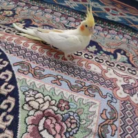 عروس هلندی