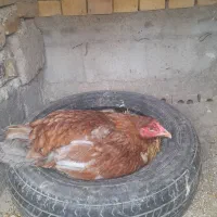 مرغ لاری کرچ اصیل