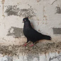 فروش یک عدد ذاغ نر