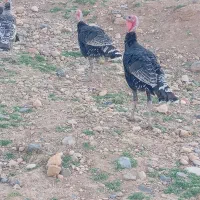 بوقلمون