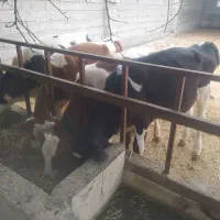 فروش 4تاعروسک ماده
