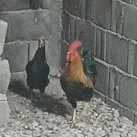 مرغ تخم گذار+خروس محلی