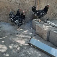 سه عددمرغ گلین