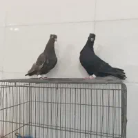 جوجه کبوتر