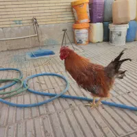 خروس محلی