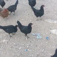 مرغ محلی