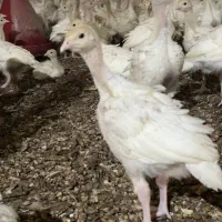 جوجه با وزن ۱کیلو و۲۰۰فقط ۳۹۰هزار بوقلمون