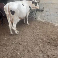 گاو شیری