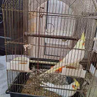 عروس هلندی