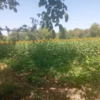 زمین زراعی و باغ در