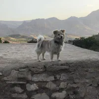 سگ پامر|سگ|استهبان, |دیوار